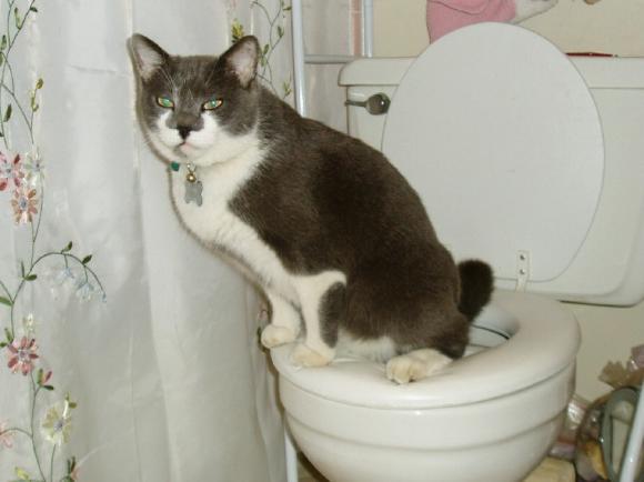 Toilet-Training-Cat