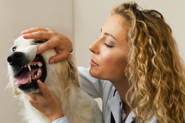 Veterinarian examining dog in office