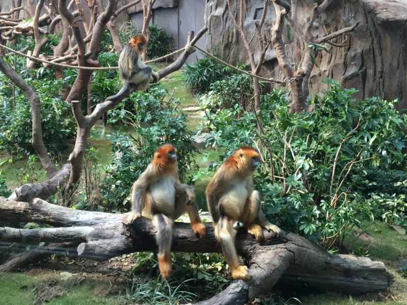 Ocean Park CNY 2016 attactions - Sichuan Golden Monkeys